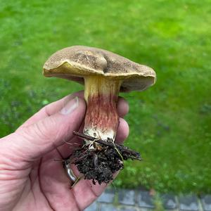 Red-cracked Bolete