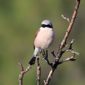 Red-backed Shrike