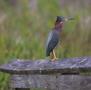 Green Heron