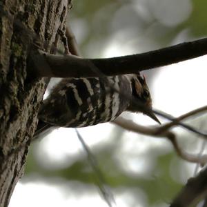 Lesser Spotted Woodpecker