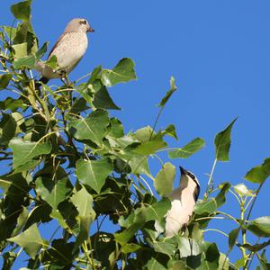 Red-backed Shrike