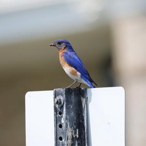 Eastern Bluebird