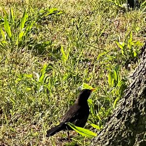 Eurasian Blackbird