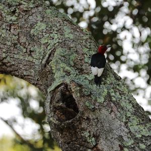 Red-headed Woodpecker