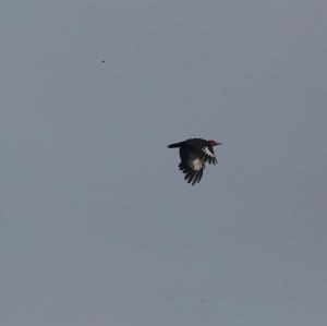 Pileated Woodpecker