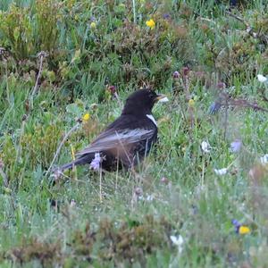 Ring Ouzel