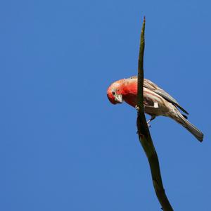 House Finch