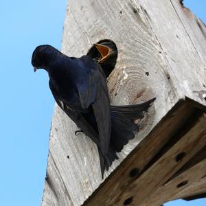 Purple Martin