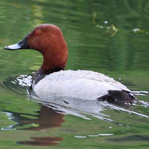 Common Pochard