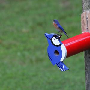 Eastern Bluebird