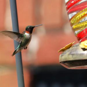 Ruby-throated Hummingbird