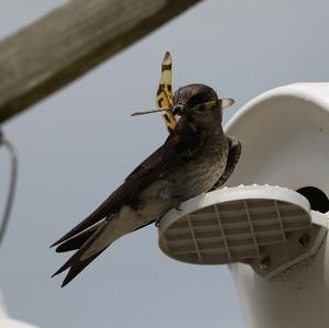 Purple Martin