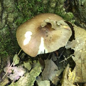 Fawn Mushroom