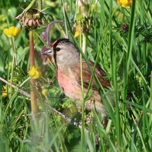 Eurasian Linnet