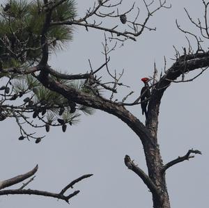 Pileated Woodpecker