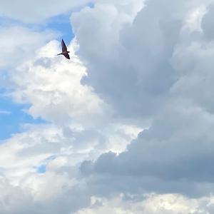 Alpine Swift