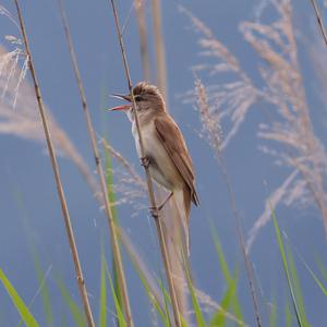 Great Reed-warbler