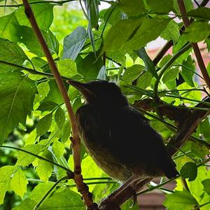 Eurasian Blackbird