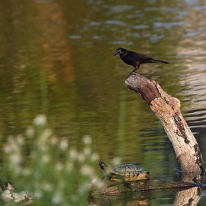 Boat-tailed Grackle