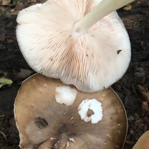 Fawn Mushroom