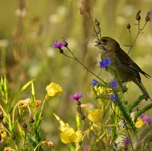 European Greenfinch