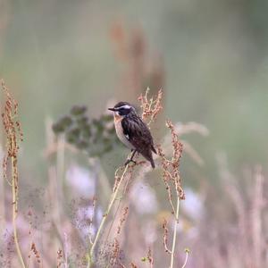 Whinchat