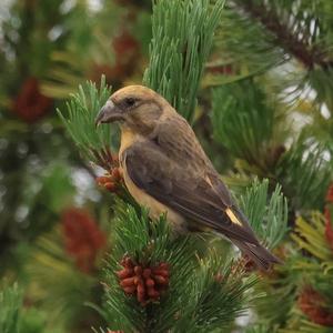 Red Crossbill