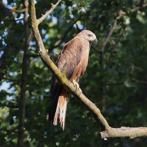 Black Kite