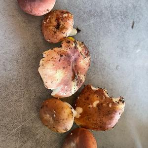 Bare-toothed Russula