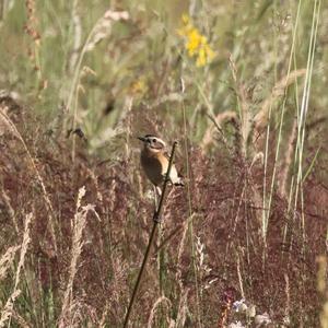 Whinchat