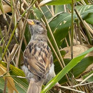 House Sparrow