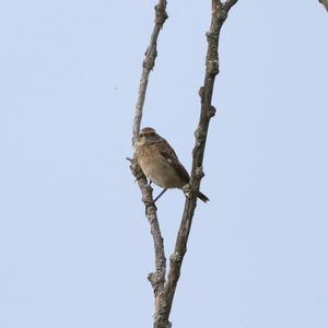 Whinchat