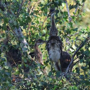 Purple Heron