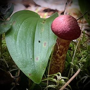 Suillus collinitus 