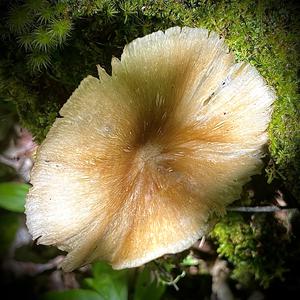 Broad-gilled Agaric