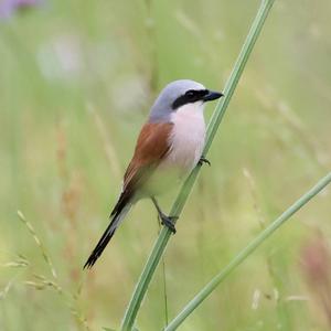 Red-backed Shrike