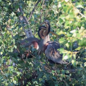 Purple Heron