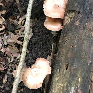 Fawn Mushroom