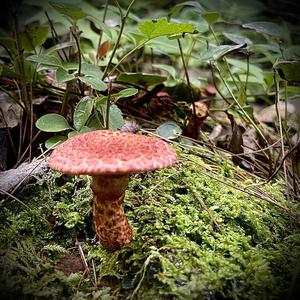 Suillus collinitus 