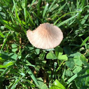 Mycena, Common