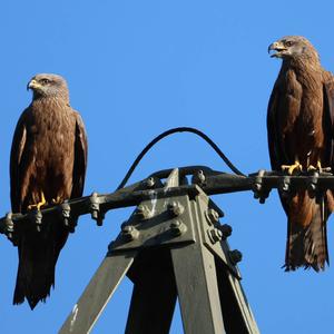 Black Kite