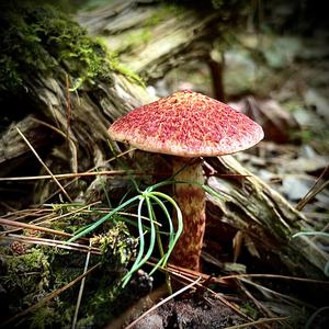 Suillus collinitus 