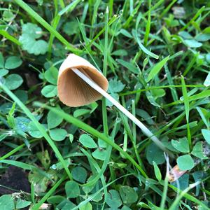 Mycena, Common