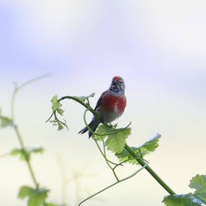 Eurasian Linnet