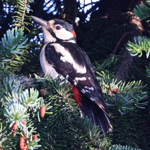 Great Spotted Woodpecker