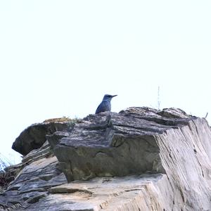 Blue Rock-thrush