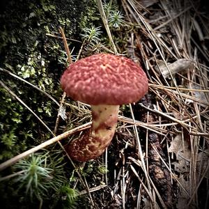 Suillus collinitus 