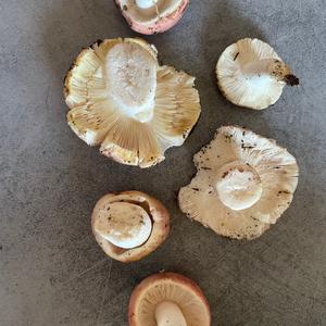 Bare-toothed Russula