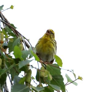 European Serin