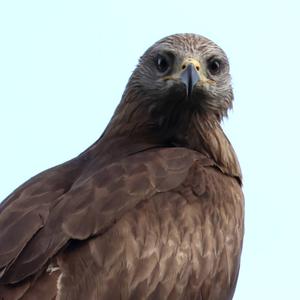 Black Kite